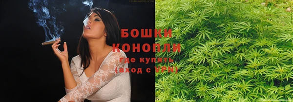 прущие грибы Аркадак
